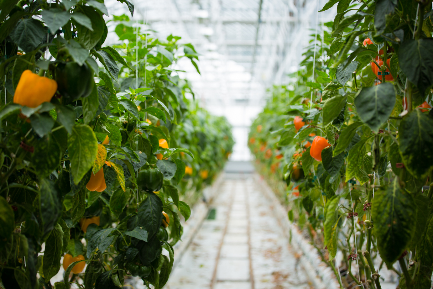 Serre de plants de piments des Fermes Lufa