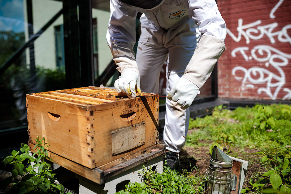 Nectar Ruche d'abeilles