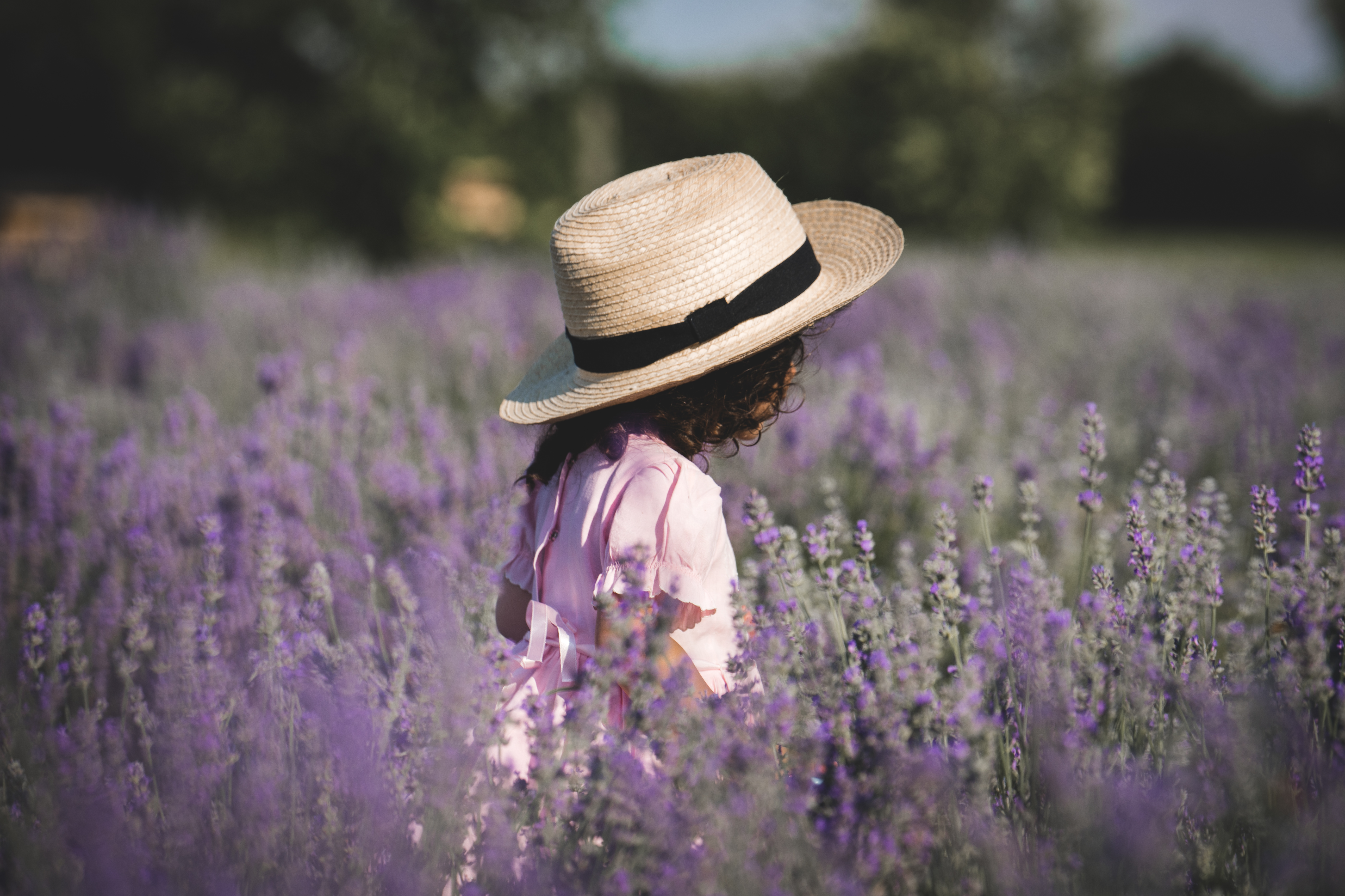 a person in a lavender field